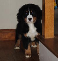 Bernese Mountain Dog puppy