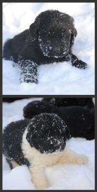 Newfoundland puppies for sale