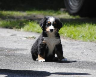 bernese mountain dog 