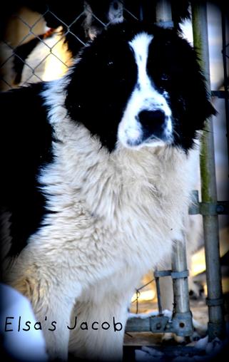 Newfoundland puppies