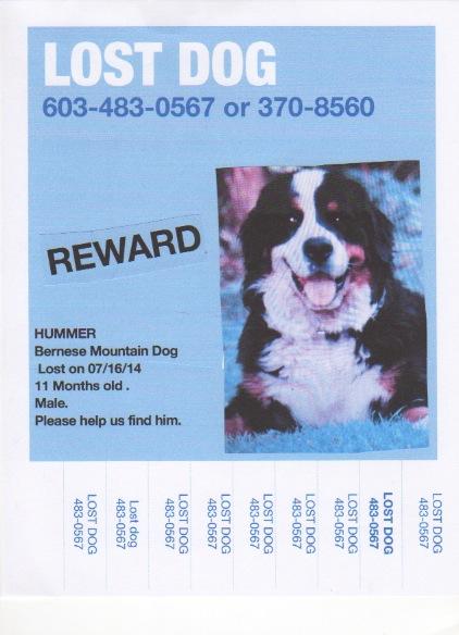 lost bernese mountain dog