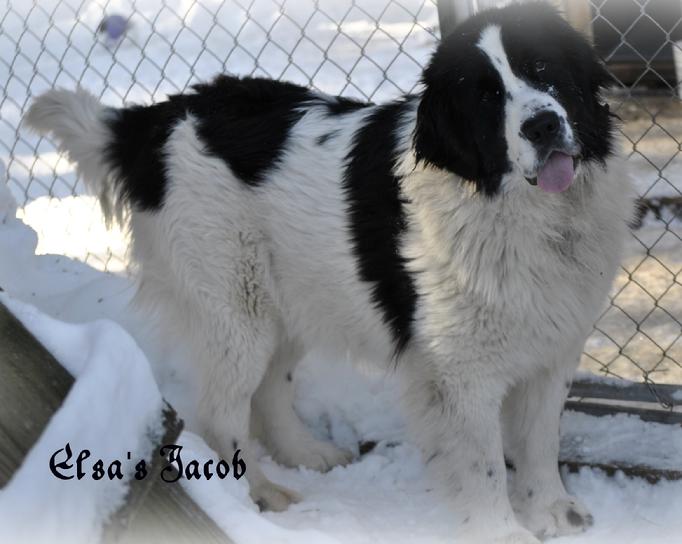 Newfoundland breeder